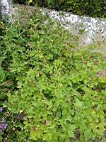 Benoite commune, Geum urbanum (prise a Lens, P-de-C)(5)